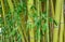 Bamboo trunks in a lush grove with green leaves. Native to warm and moist tropical temperate climates. Plants with great economic