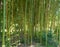 Bamboo trunks vertical smooth green in the woods next to grow