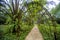 Bamboo tunnel and walkway in garden