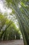 Bamboo tunnel at Wat Chulabhorn Wanaram,subdistrict of Ban Phrik,Ban Na District,Nakhon Nayok Province,Thailand.