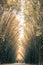 Bamboo tunnel at Wat Chulabhorn Wanaram,subdistrict of Ban Phrik,Ban Na District,Nakhon Nayok Province,Thailand.