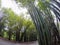 Bamboo tunnel at Wat Chulabhorn Wanaram,subdistrict of Ban Phrik,Ban Na District,Nakhon Nayok Province,Thailand.