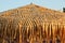 Bamboo Umbrellas on the Beach Nea Vrasna, Greece