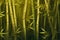 Bamboo vegetation encapsulating a quiet forest ambiance. Generate Ai