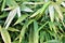 Bamboo vegetation at the Phoenix Zoo, Arizona Center for Nature Conservation, Phoenix, Arizona, United States