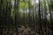 Bamboo Vegetation - Serra dos Ã“rgÃ£os National Park