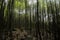 Bamboo Vegetation - Serra dos Ã“rgÃ£os National Park