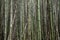 Bamboo Vegetation - Serra dos Ã“rgÃ£os National Park