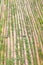Bamboo walk way with green grass ,natural patterns background
