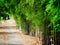 Bamboo walkway