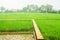 Bamboo walkway in the green rice paddy field with rain