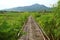 Bamboo Walkway on Vibrant Green Plantation and Paddy Field in Thailand