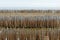 Bamboo wall in mangrove education center