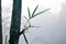 Bamboo and water drops among mist