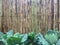 Bamboo wood logs wall with fresh green vegetables on soil plot