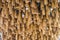 Bamboo wood plant on ceiling background texture.