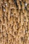 Bamboo wood plant on ceiling background texture.
