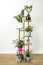 Bamboo wood support for indoor plants. Zamioculca, Ficus ginseng, Peperomia obtusifolia, Spatifillo and more