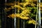 Bamboo yellow maple