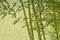 Bamboo zen textured natural background