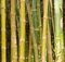 Bamboos