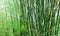 Bamboos