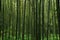 Bamboos Forest Background