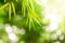 Bamboos Forest closeup nature view of green leaf on background blur