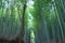 Bamboos forest in Kyoto, Japan