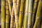 Bamboos on the market