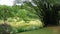 Bamboos at pond side in Royal Botanic Gardens, Peradeniya , Kandy , Sri Lanka