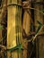 Bambu Kuning (Bambusa vulgaris) in Indonesia