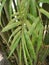 bambus phyllostachys plante cluster trees.