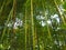 Bambusa bamboo is a genus of perennial evergreens in the Poaceae family of Cereals, from the Bambuseae subfamily