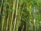 Bambusa bamboo is a genus of perennial evergreens in the Poaceae family of Cereals, from the Bambuseae subfamily