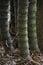 Bambusa ventricosa McClure--unique stalks