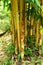 bambusa vulgaris
