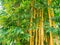 Bambusa vulgaris the asian bamboo species space for t