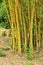 Bambusoideae