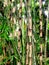 Bambusoideae Green bamboo garden