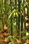 Bambusoideae Green bamboo trunks
