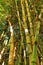 Bambusoideae Green bamboo trunks