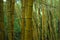 BambÃº - Bambuzal