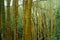 BambÃº - Bambuzal