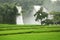 Ban Gioc Waterfall with ducks in a rice field