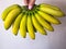 Banana baby in closeup. Closeup of green and yellow baby bananas, vertical aspect.