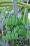 Banana ,banana seed or Cultivated banana or banana plant or Musa sapientum Linn