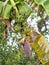 Banana blossom, flower bud end of a flowering banana stalk used as a vegetable plant in nature background 4