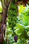 banana bluming and grove.big green clusters grow