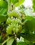 This banana bunch is almost ripe. It is a very nice bunch, no scratch, no mark. There also are green banana leaves in the picture